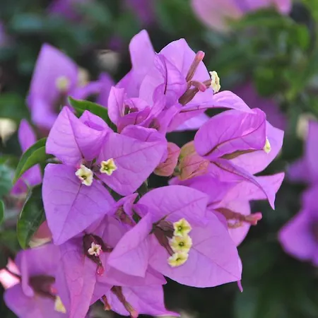 Verdeblu 3* Valderice