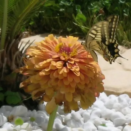 לינה וארוחת בוקר Verdeblu 3*