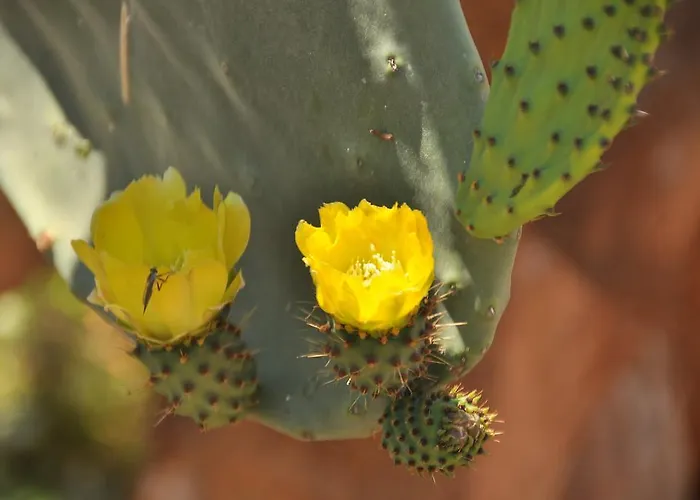 Verdeblu Frühstückspension 3*