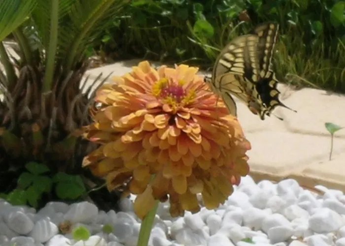 Frühstückspension Verdeblu 3*